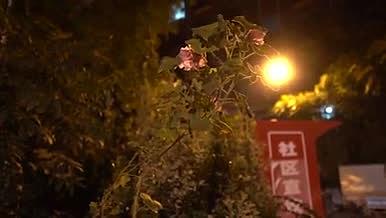 1080p夜晚路灯下摇曳的花朵视频的预览图